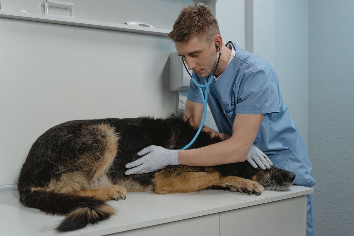 Vétérinaire examinant un chien avec un stéthoscope dans une clinique Vétérinaire examinant un chien avec un stéthoscope dans une clinique