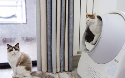 Deux chats, l'un dans une boîte à litière, l'autre sur le sol