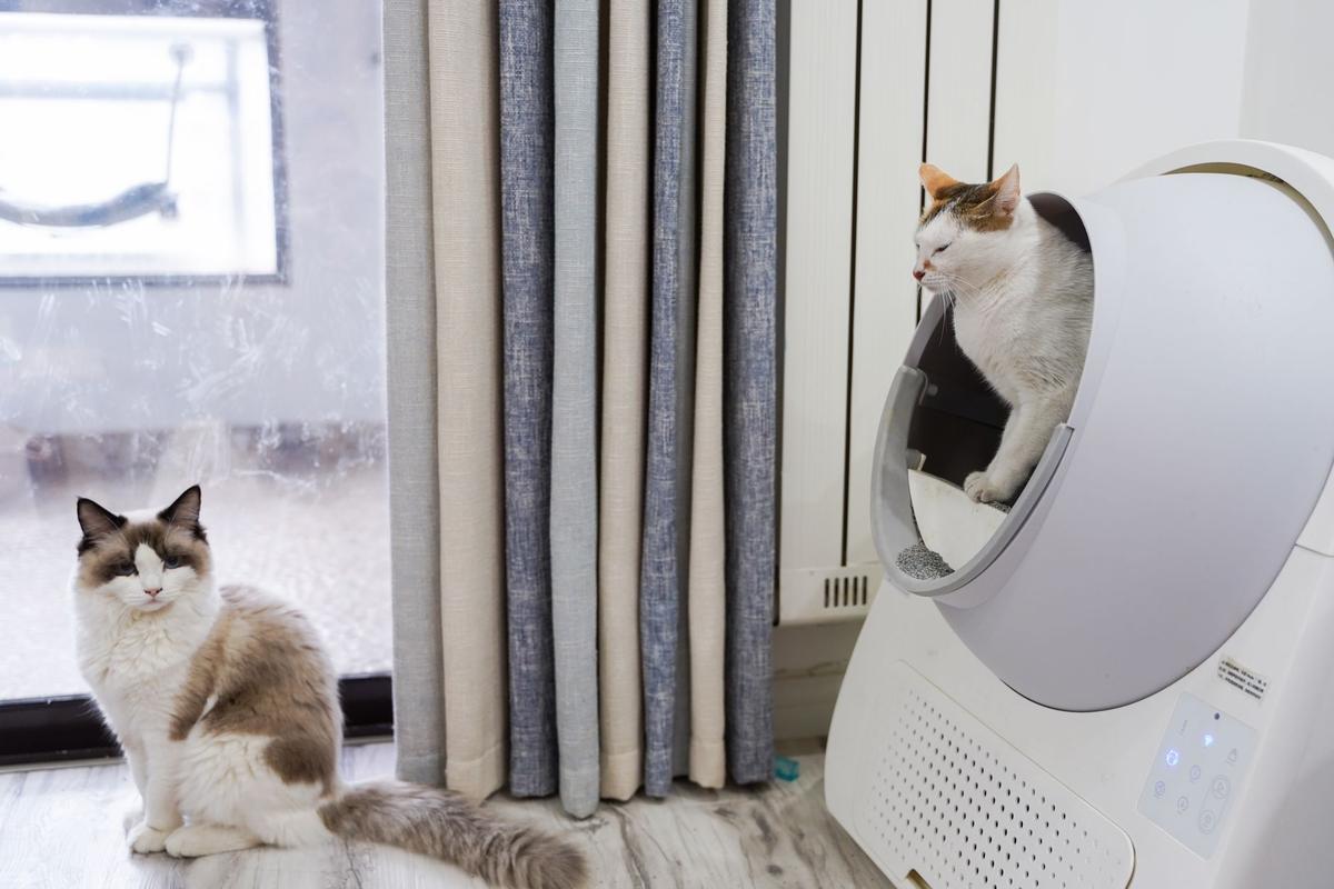 Chat qui urine à côté de la litière : le bac est souvent trop petit