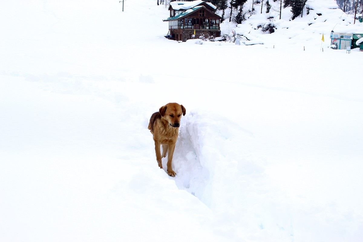 Un chien traverse une profonde couche de neige sous un ciel blanc Un chien traverse une profonde couche de neige sous un ciel blanc