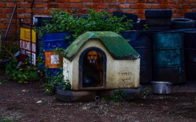 Un chien regarde depuis une petite cabane en plein air