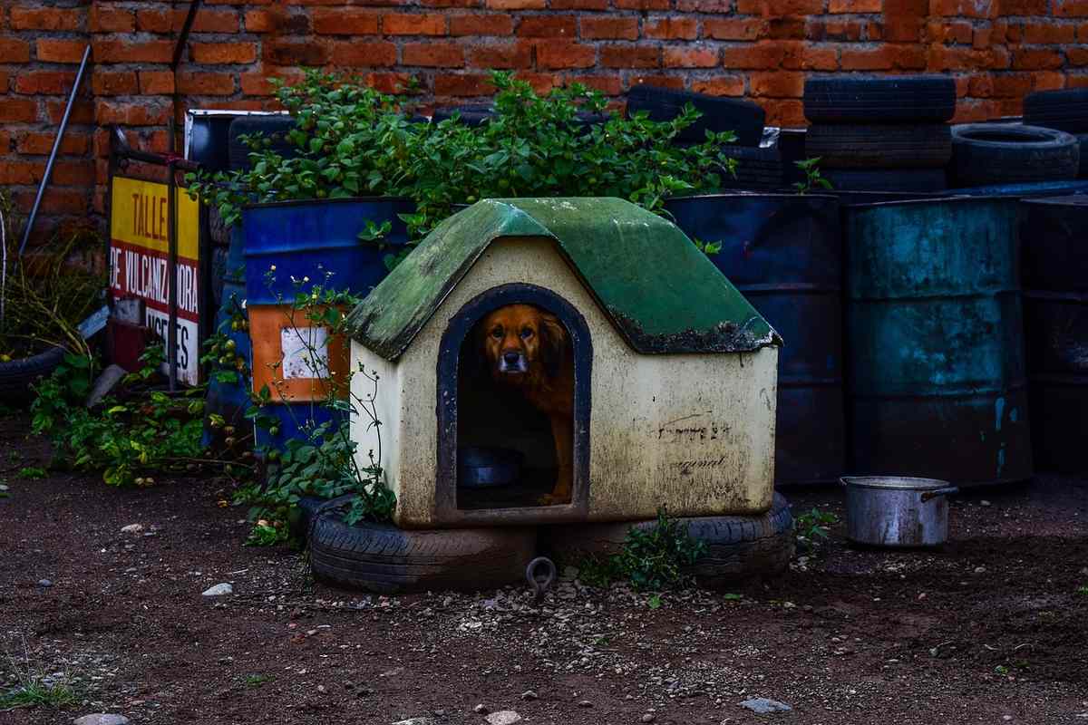 Chien qui dort dehors l&rsquo;hiver : aménager une niche vraiment chaude