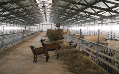 Élevage respectueux : améliorer le bien-être des animaux